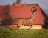 אילוסטרציה/שאטרסטוק/בע"ח השתלטו על רחובות העיר